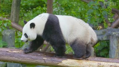 大熊猫在树上悠闲散步4K实拍